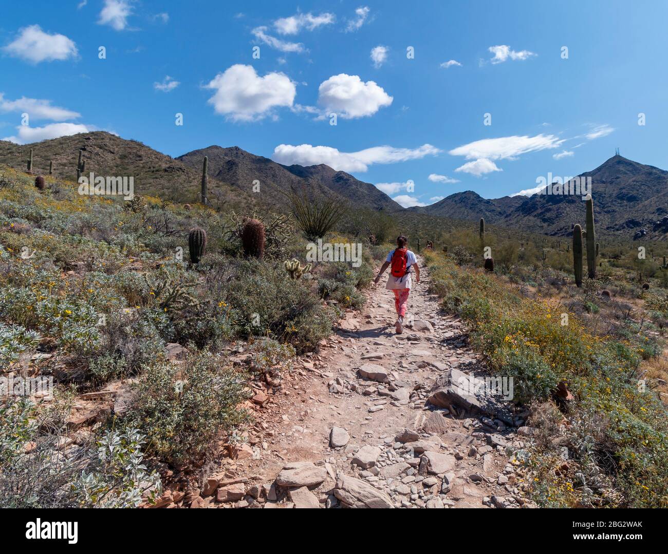 Une femme en forme qui se pose sur un sentier de randonnée dans le désert au printemps près de Scottsdale Arizona Banque D'Images