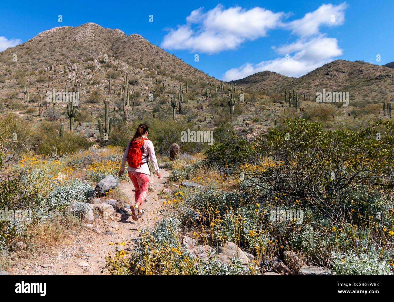 Une femme en forme qui se pose sur un sentier de randonnée dans le désert au printemps avec des fleurs sauvages près de Scottsdale Arizona Banque D'Images