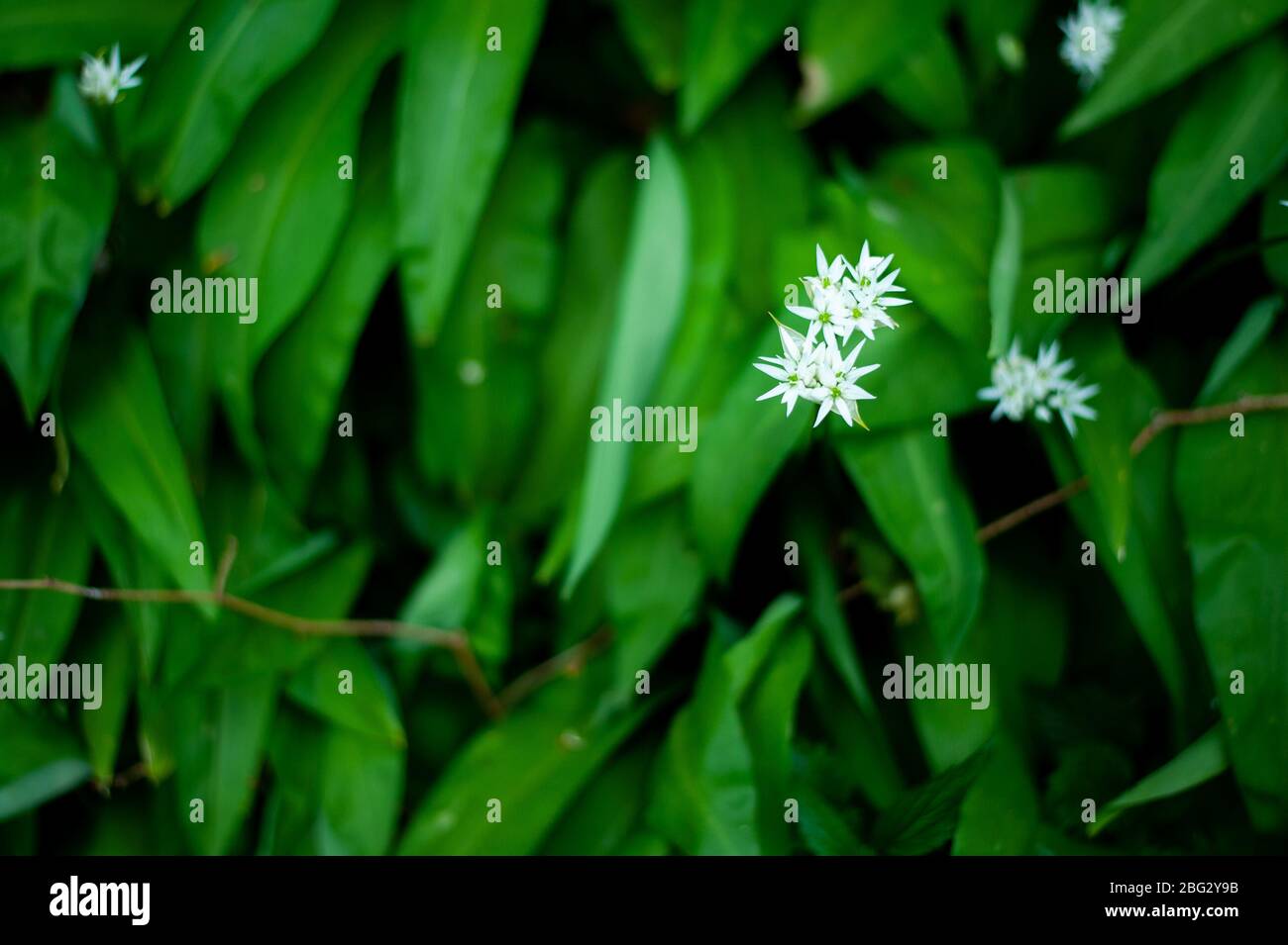 Printemps dans la forêt européenne. Allium ursinum connu es ail sauvage, ramsons, buckrams, ail à feuilles larges, ail en bois, poireau d'ours ou ail d'ours. Banque D'Images