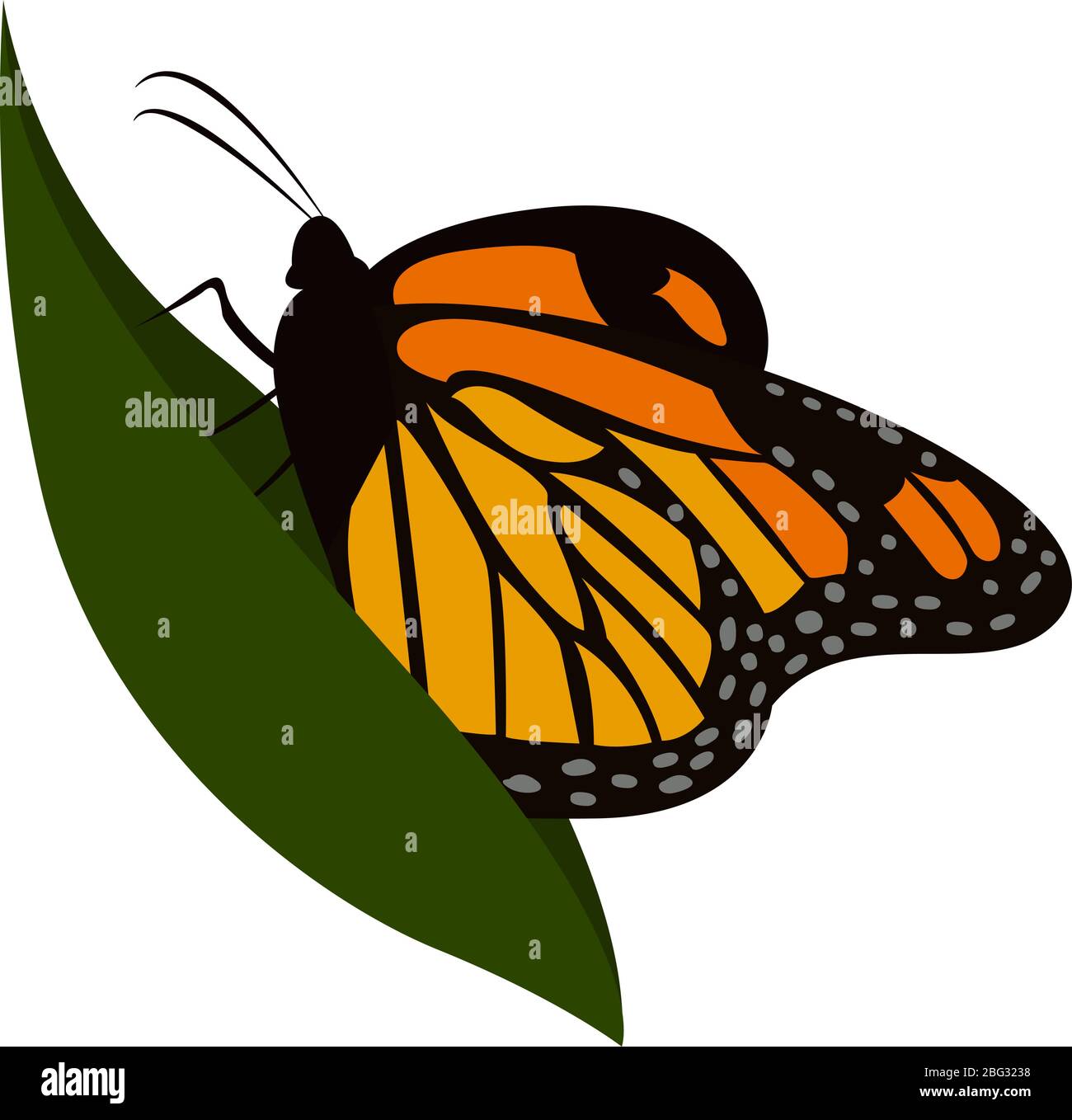 Papillon sur feuille, illustration, vecteur sur fond blanc Illustration de Vecteur