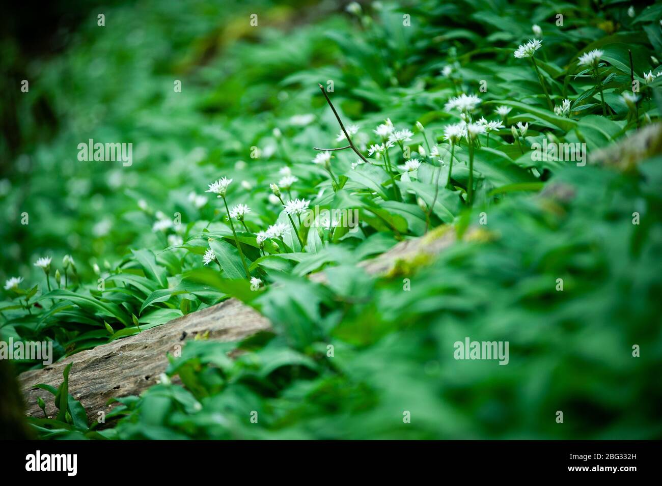 Printemps dans la forêt européenne. Allium ursinum connu es ail sauvage, ramsons, buckrams, ail à feuilles larges, ail en bois, poireau d'ours ou ail d'ours. Banque D'Images