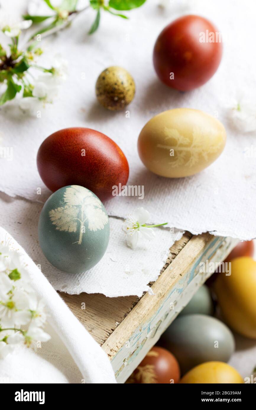 Les œufs de Pâques sont teints avec des colorants naturels, du chou, du camomille, de l'hibiscus et de la pelure d'oignon. Banque D'Images