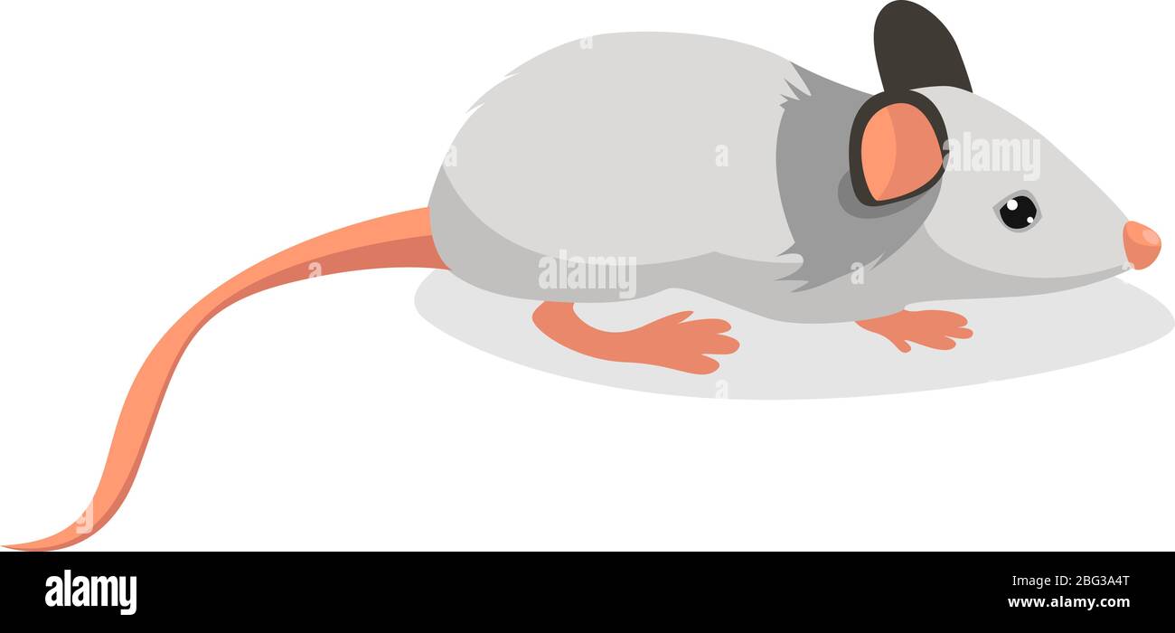 Souris blanche, illustration, vecteur sur fond blanc Illustration de Vecteur