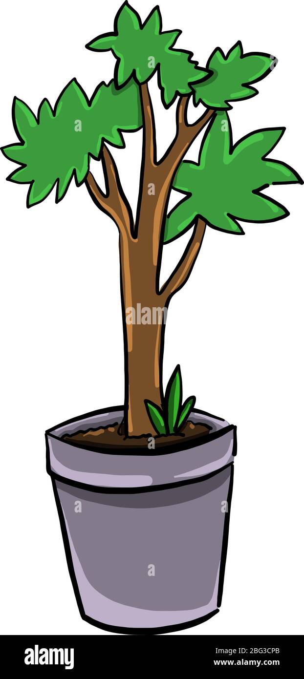 Petit arbre dans pot, illustration, vecteur sur fond blanc Illustration de Vecteur