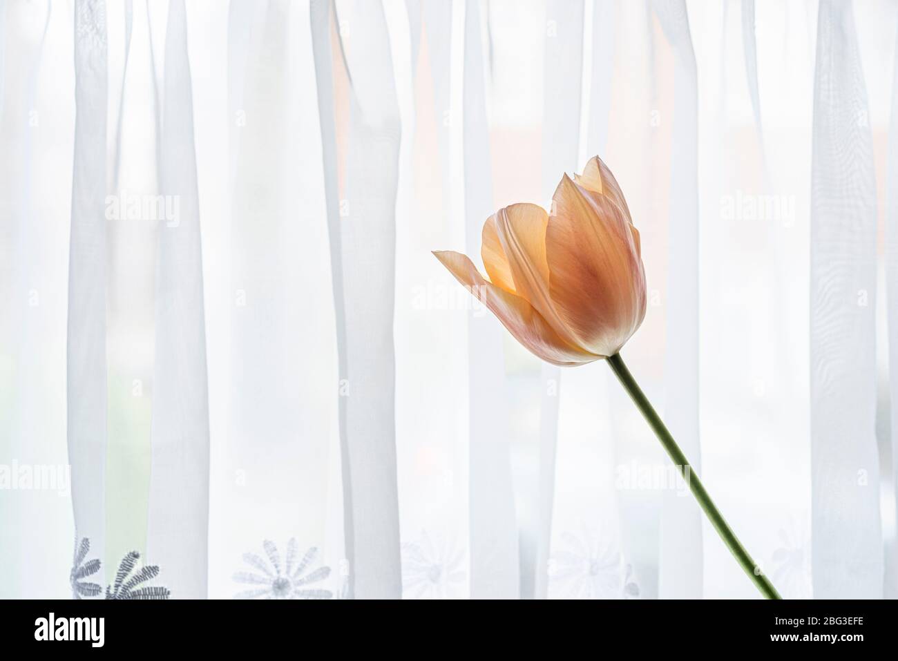 Tulipe simple contre un rideau de filet dans la fenêtre. Banque D'Images
