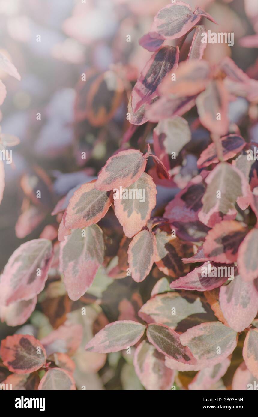 Euonymus Fortune en hiver avec des feuilles violettes colorées Banque D'Images