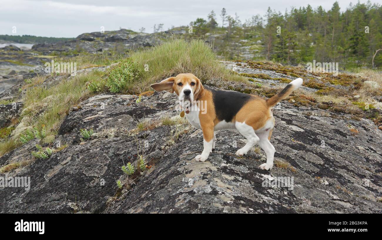 Chiot Beagle jouant dehors sur la mer Banque D'Images
