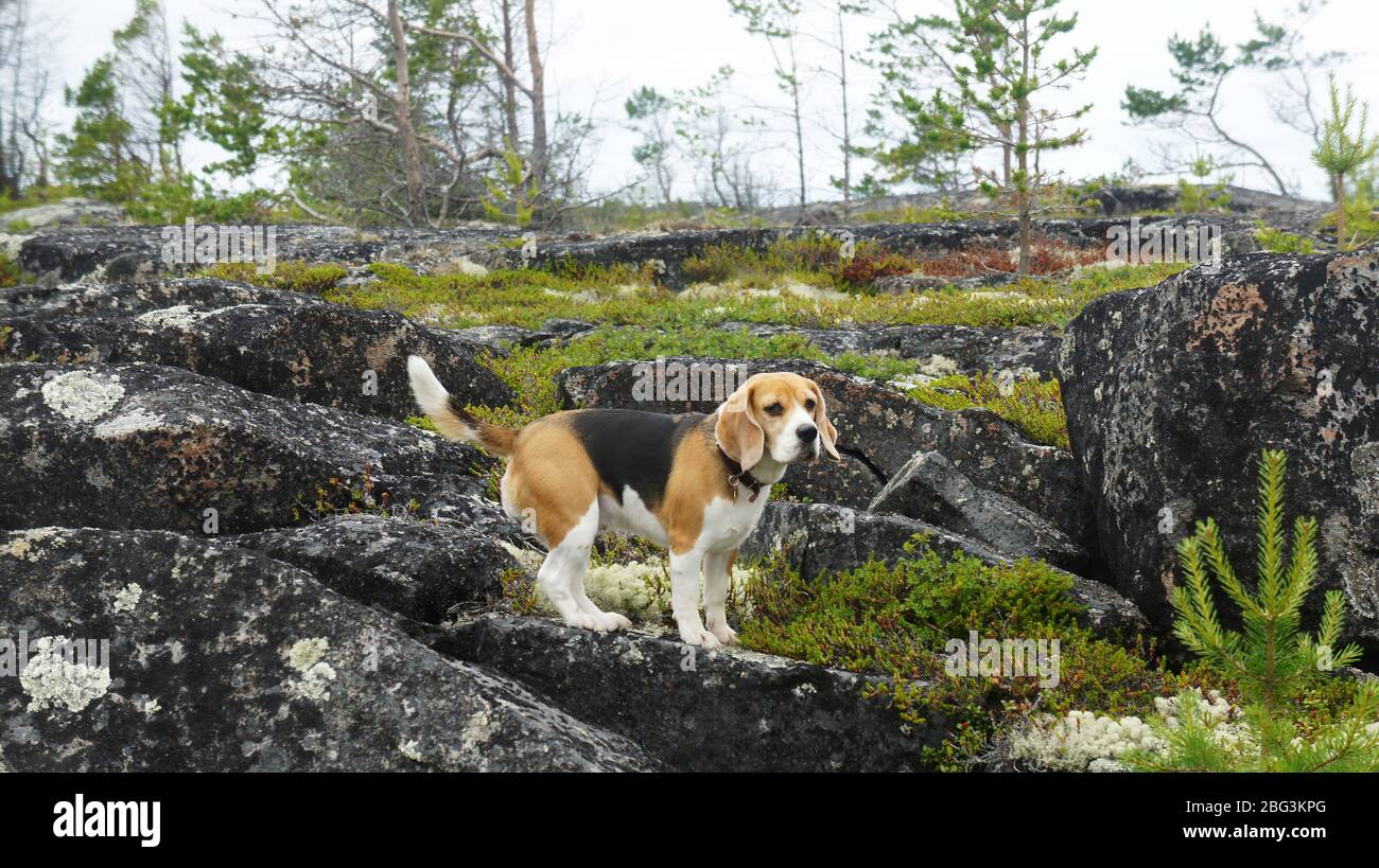 Chiot Beagle jouant dehors sur la mer Banque D'Images