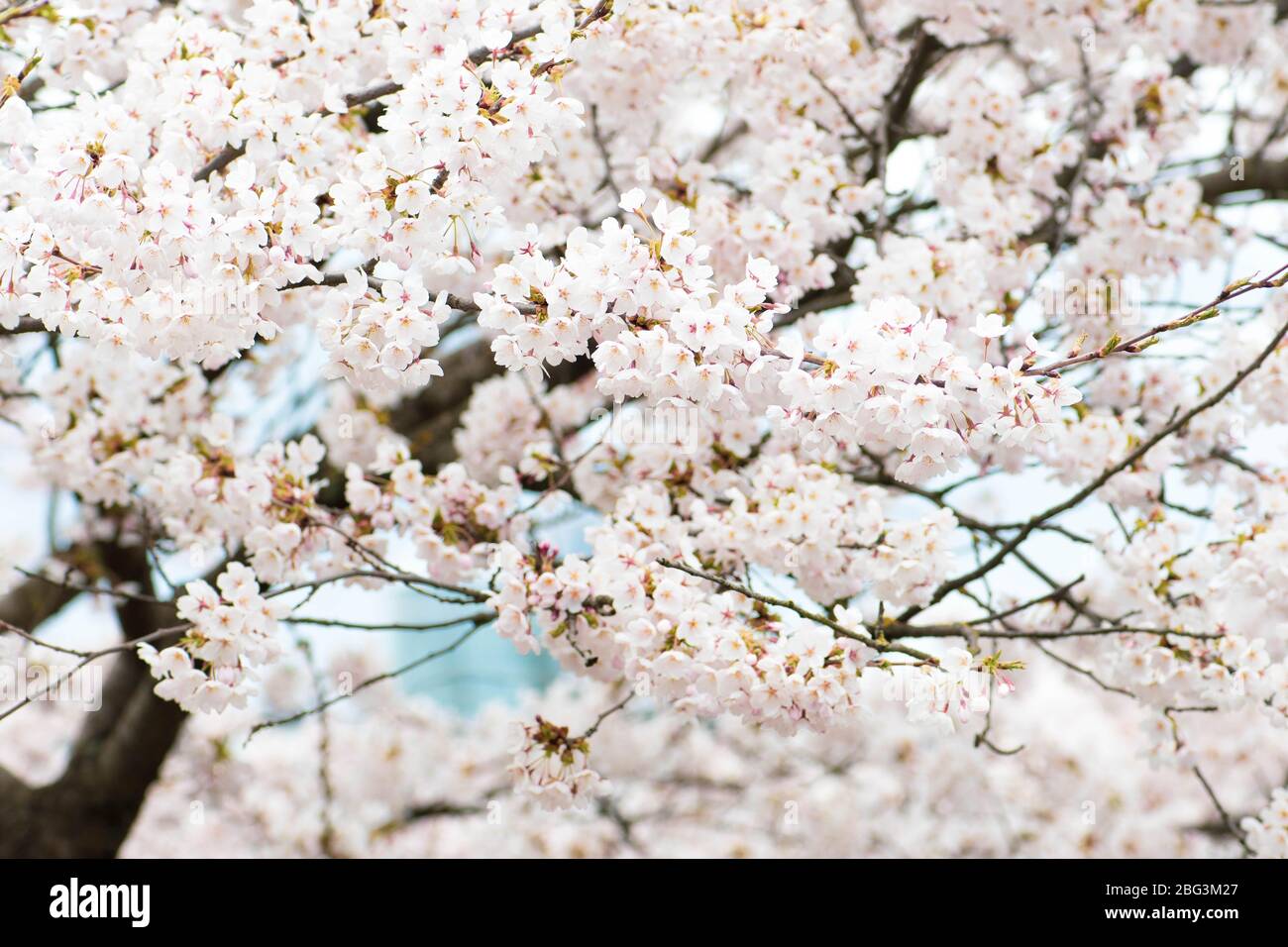 Sakura. Floraison, floraison, de bourgeon à fleur. Premiers boutons et fleurs de fleurs au printemps. L'arrivée du printemps, l'éveil de la nature Banque D'Images