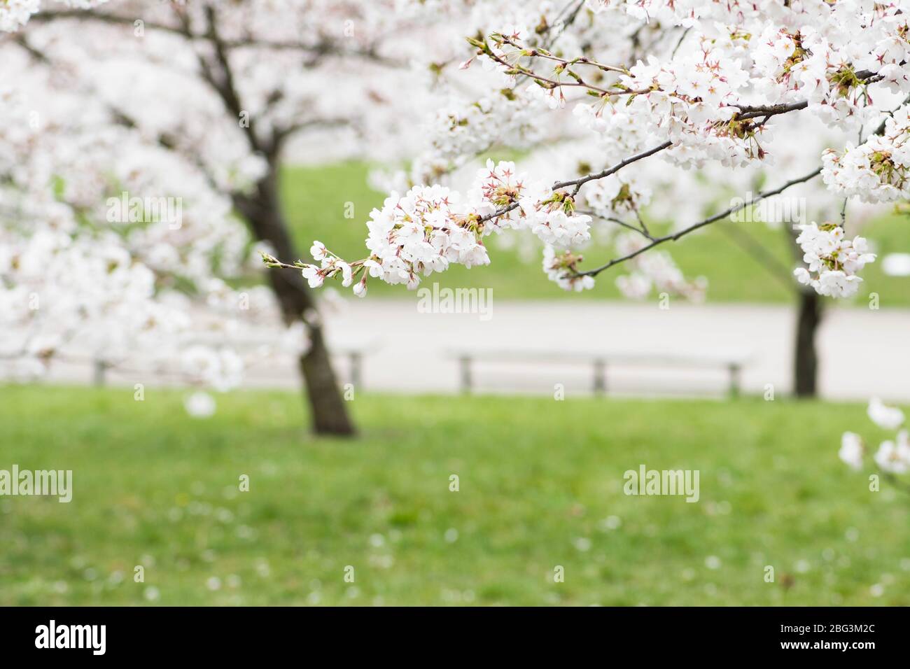 Sakura. Floraison, floraison, de bourgeon à fleur. Premiers boutons et fleurs de fleurs au printemps. L'arrivée du printemps, l'éveil de la nature Banque D'Images