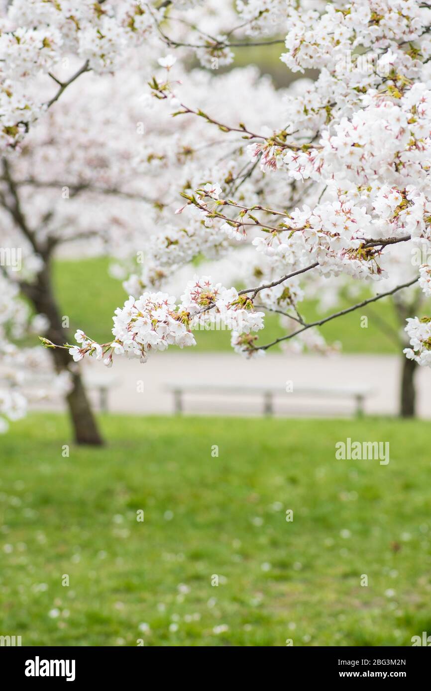 Sakura. Floraison, floraison, de bourgeon à fleur. Premiers boutons et fleurs de fleurs au printemps. L'arrivée du printemps, l'éveil de la nature Banque D'Images