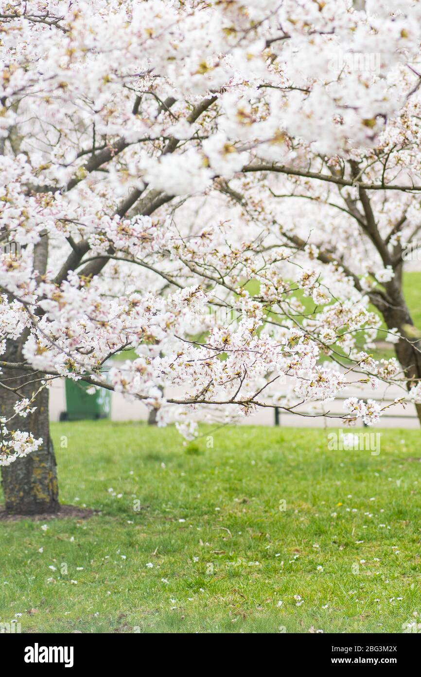 Sakura. Floraison, floraison, de bourgeon à fleur. Premiers boutons et fleurs de fleurs au printemps. L'arrivée du printemps, l'éveil de la nature Banque D'Images