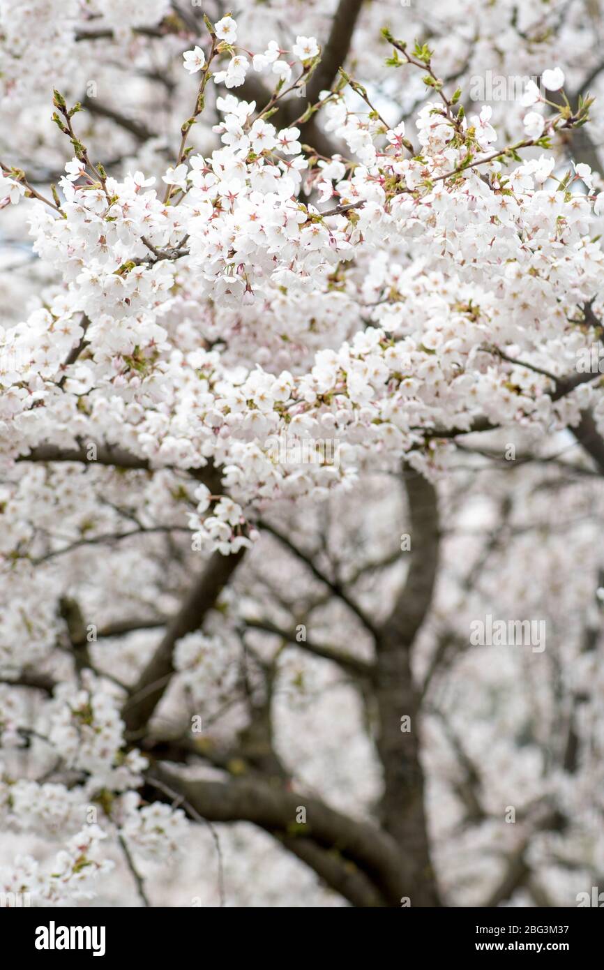 Sakura. Floraison, floraison, de bourgeon à fleur. Premiers boutons et fleurs de fleurs au printemps. L'arrivée du printemps, l'éveil de la nature Banque D'Images
