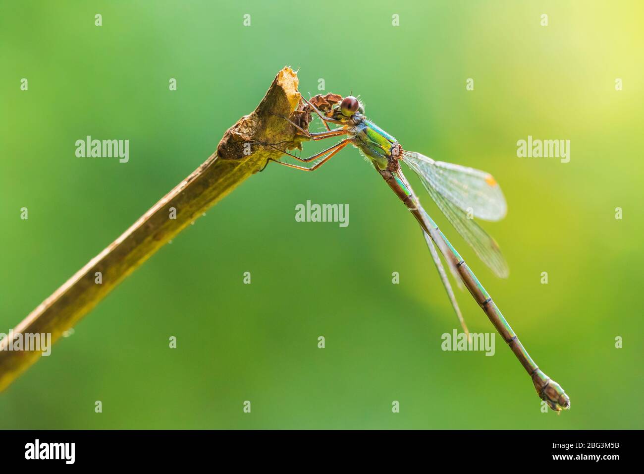 Gros plan détail d'un western willow emerald Chalcolestes viridis demoiselle, d'insectes, se reposant dans le soleil Banque D'Images