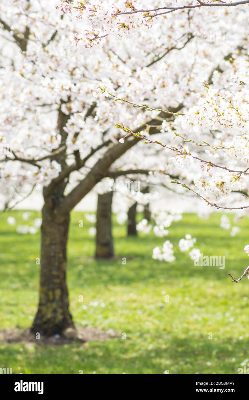 Sakura. Floraison, floraison, de bourgeon à fleur. Premiers boutons et fleurs de fleurs au printemps. L'arrivée du printemps, l'éveil de la nature Banque D'Images