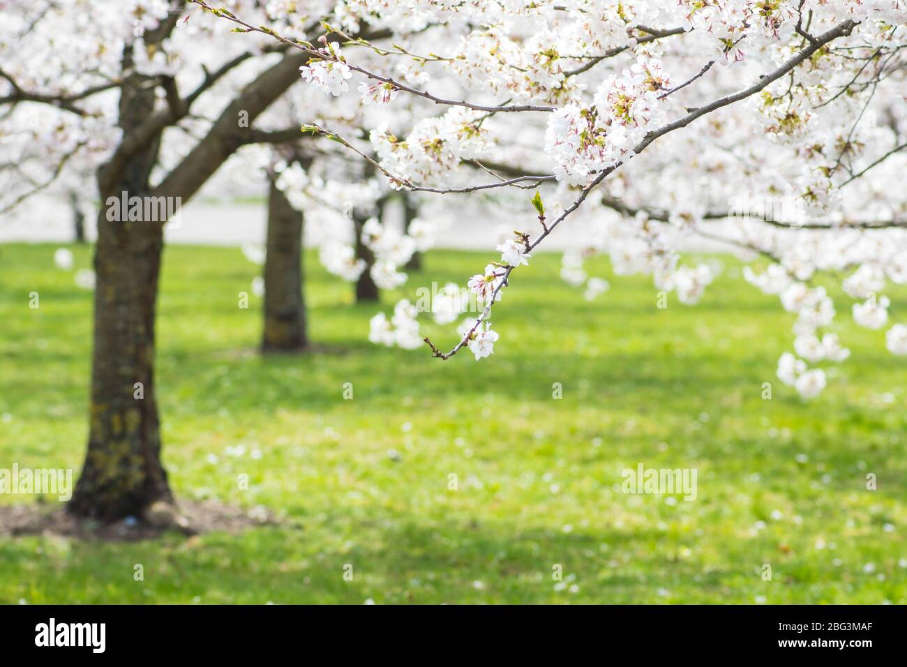 Sakura. Floraison, floraison, de bourgeon à fleur. Premiers boutons et fleurs de fleurs au printemps. L'arrivée du printemps, l'éveil de la nature Banque D'Images