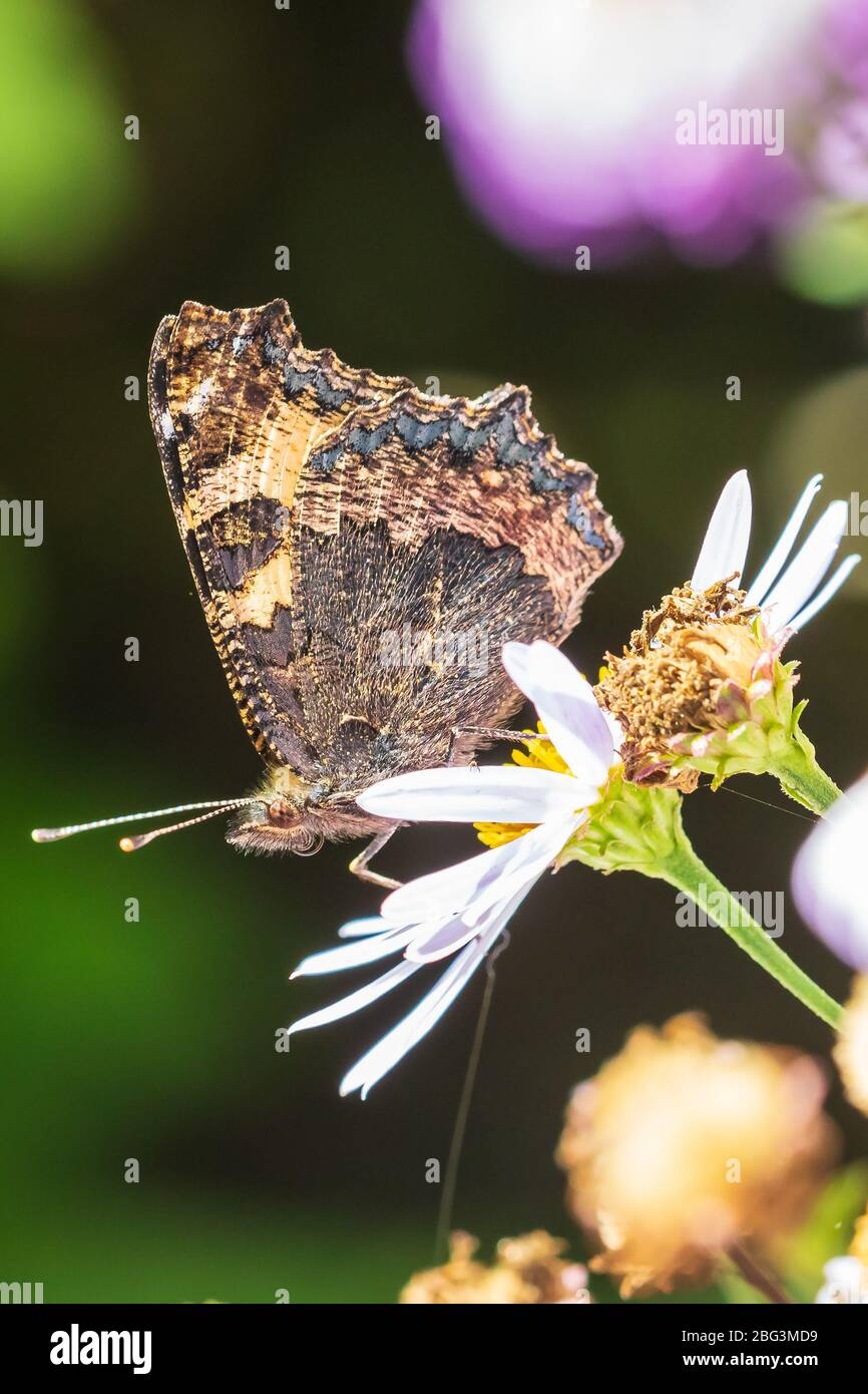 Petite écaille Aglais urticae papillon ailes fermées côté détaillée voir libre. Sur la pollinisation des fleurs blanches dans une couleur vibrante pré, natura Banque D'Images