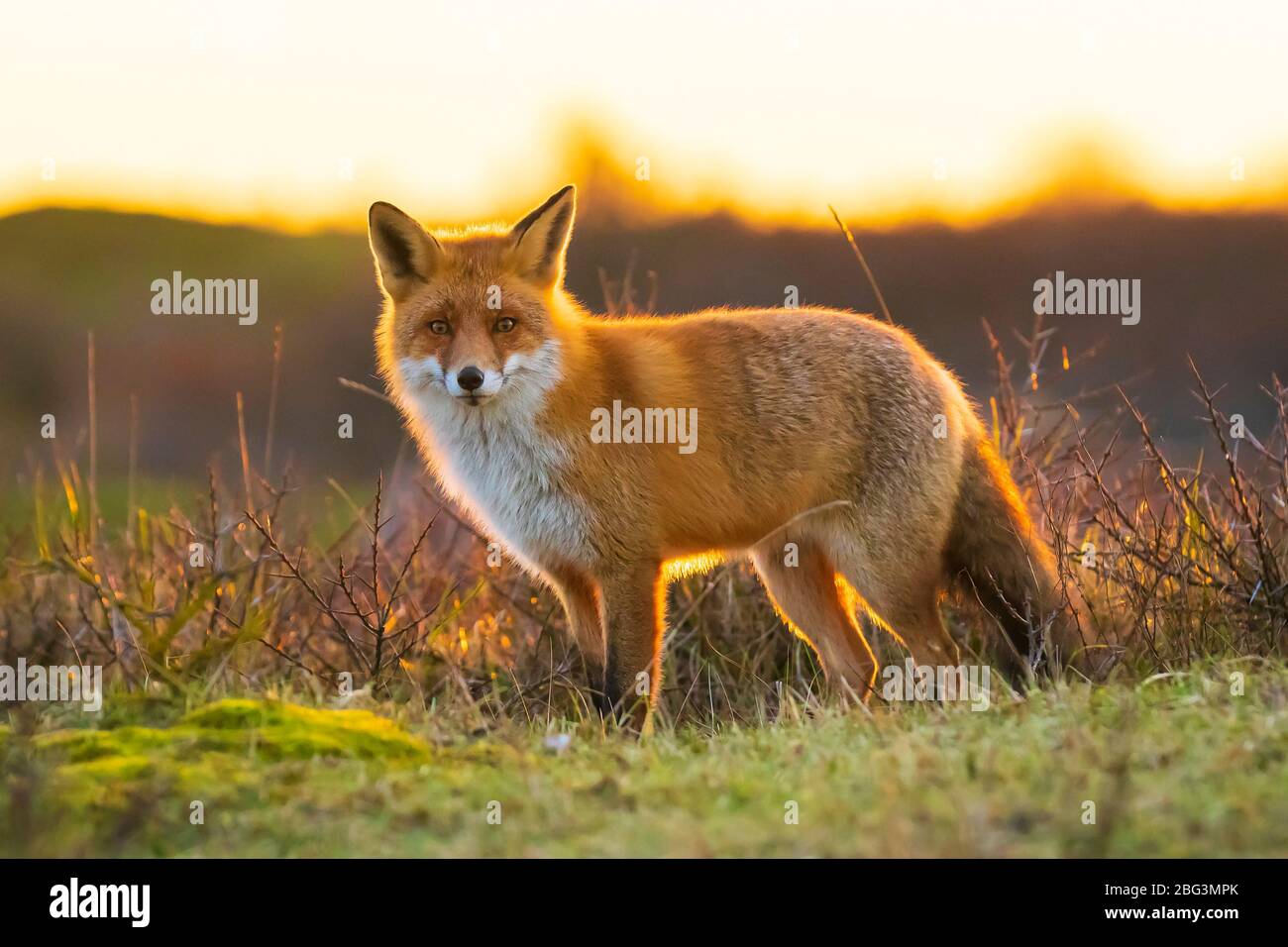 Gros plan sur un renard rouge sauvage, des vulpes vulpes, se déchaînant au beau coucher du soleil Banque D'Images