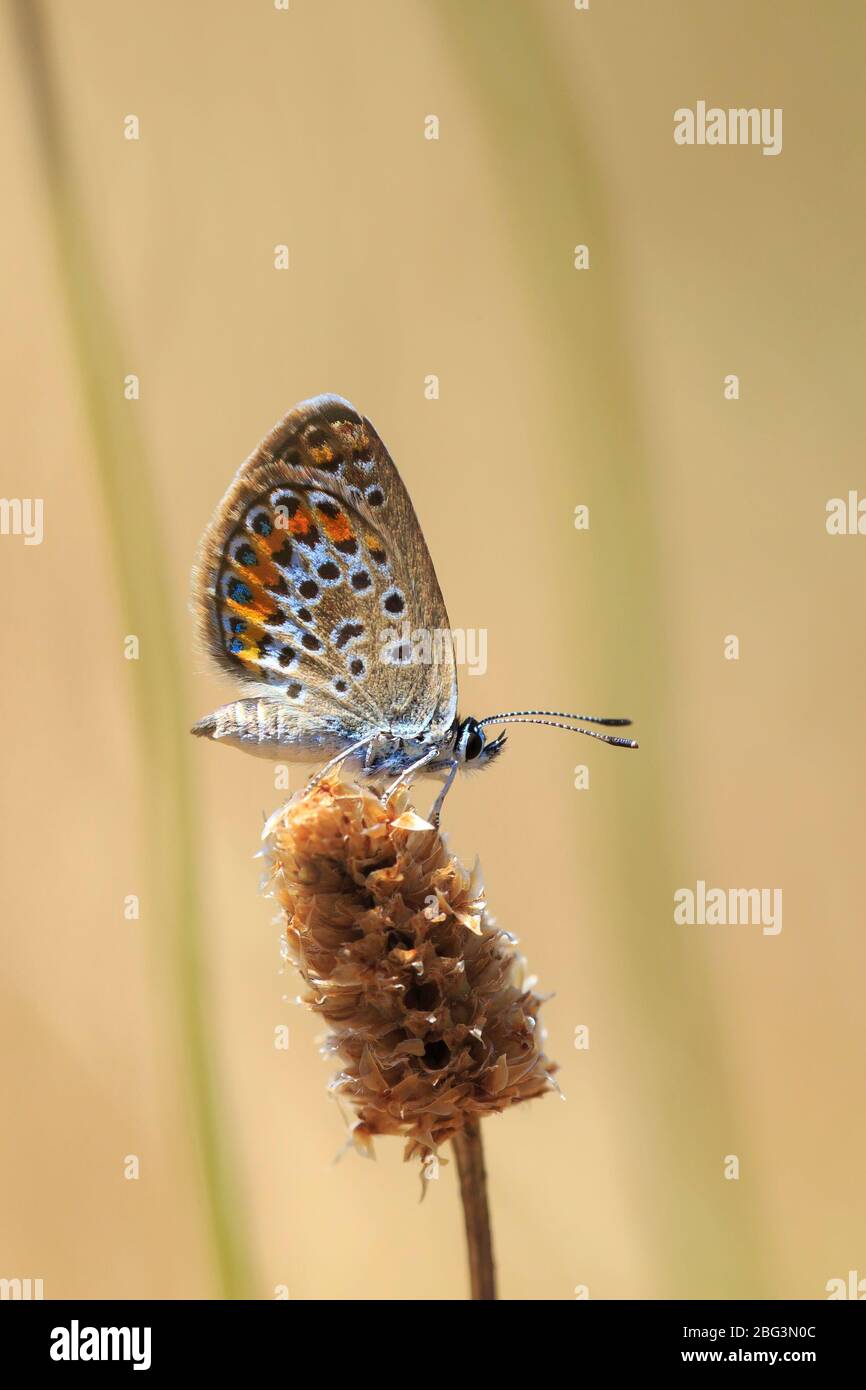 Près d'un petit papillon bleu étoilé argent femme Plebejus argus reposant sur la végétation Banque D'Images