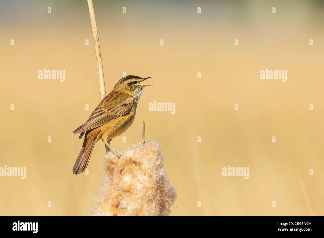 Paruline rosesier eurasien l'oiseau acrocéphalie scirpaceus chantant dans les roseaux pendant le lever du soleil. Saison printanière Banque D'Images