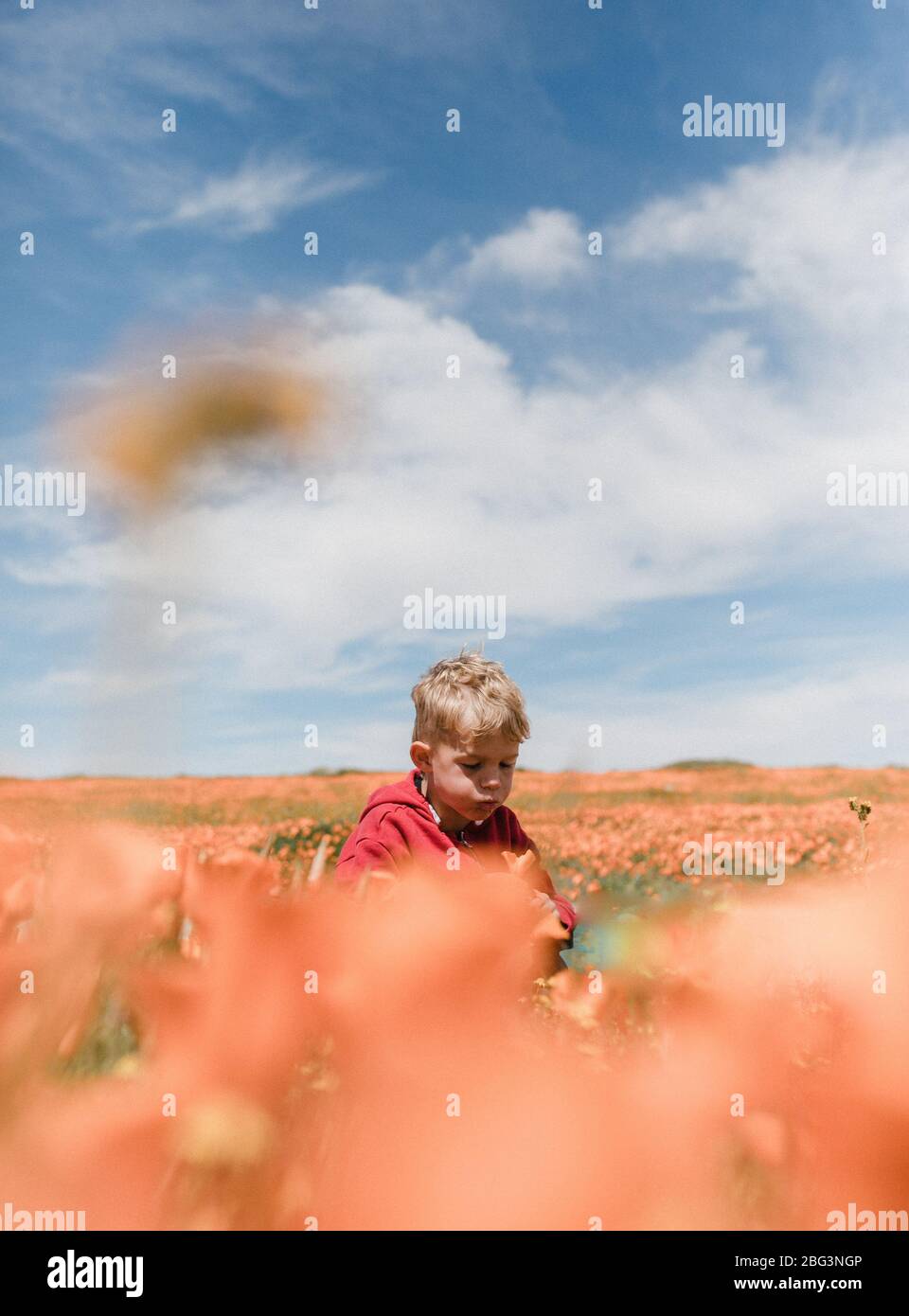 Portrait d'un garçon debout dans un champ de pavot soufflant d'une fleur, Antelope Valley California Poppy Reserve, Californie, États-Unis Banque D'Images