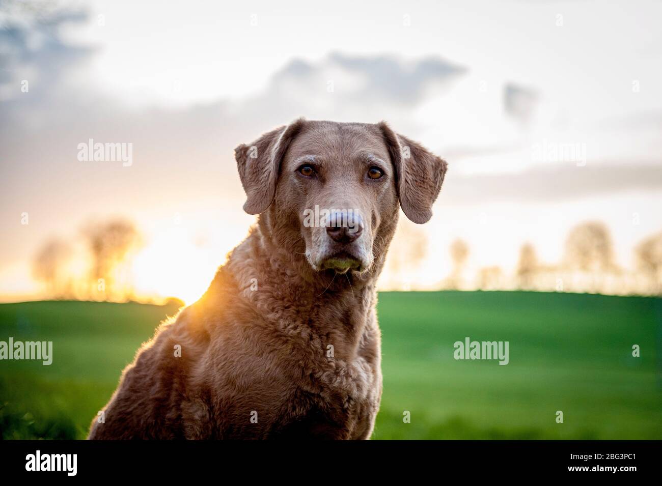 Chesapeake Bay Retriever Portrait Banque D'Images