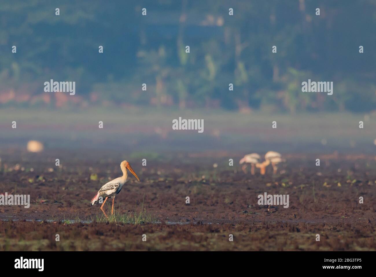 Images libres de droits sur les oiseaux des zones humides Banque D'Images