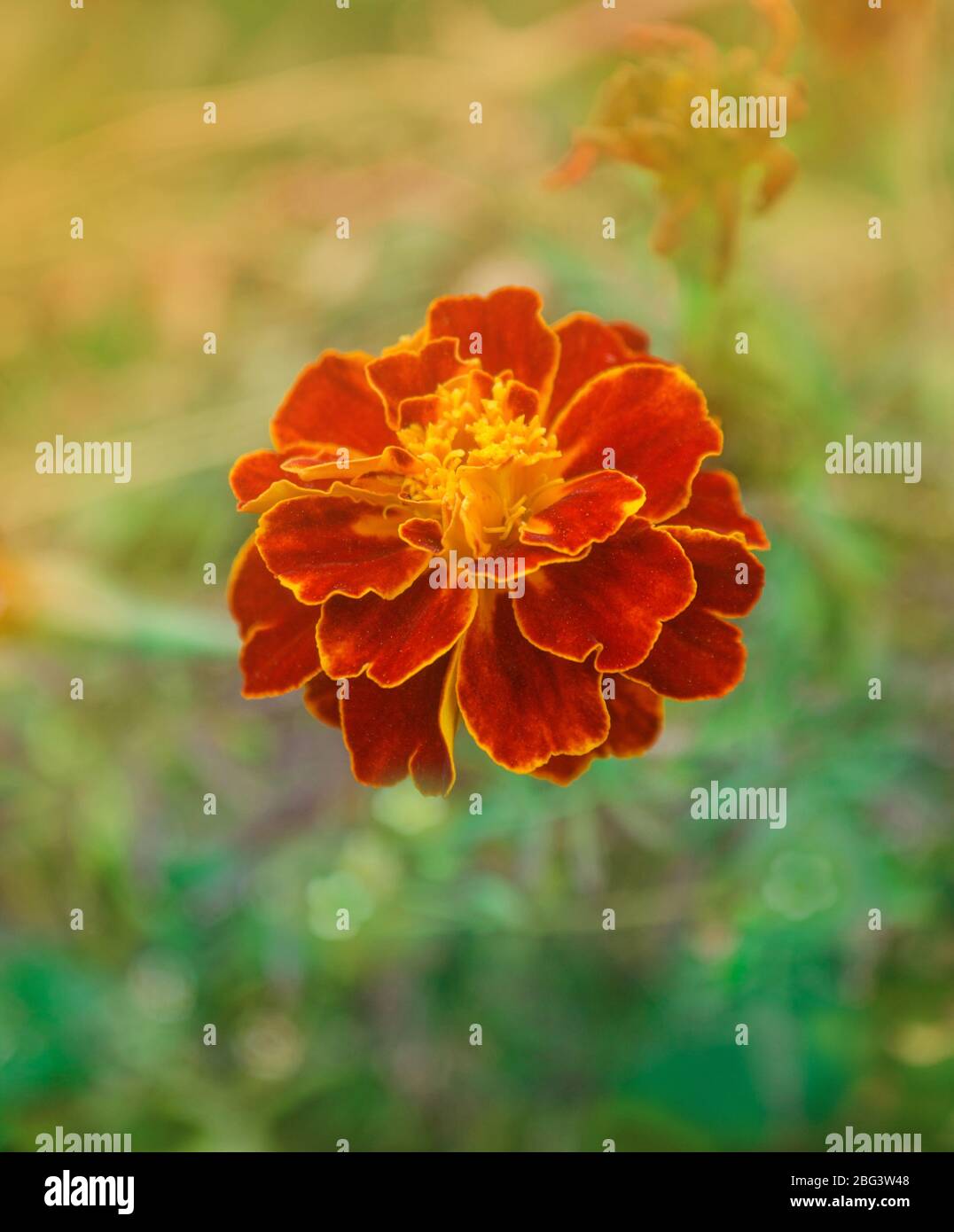 Marigolds rouges profonds bordés de dorures. Marigold rouge français. Doubles têtes de débit rouges avec centres jaunes Banque D'Images