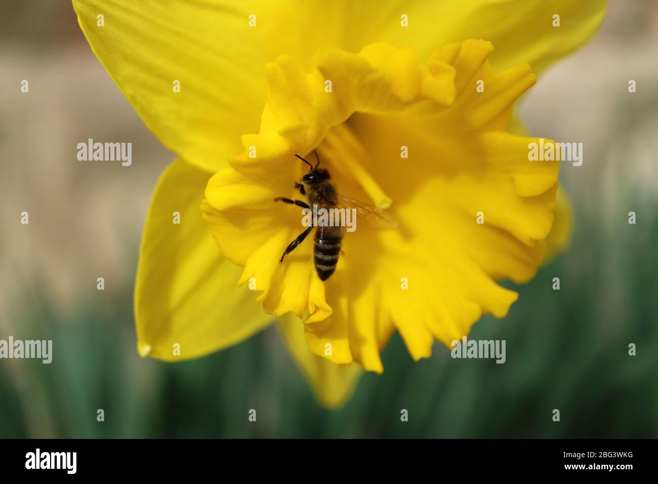 Abeille sur le jonquille jaune dans le jardin Banque D'Images