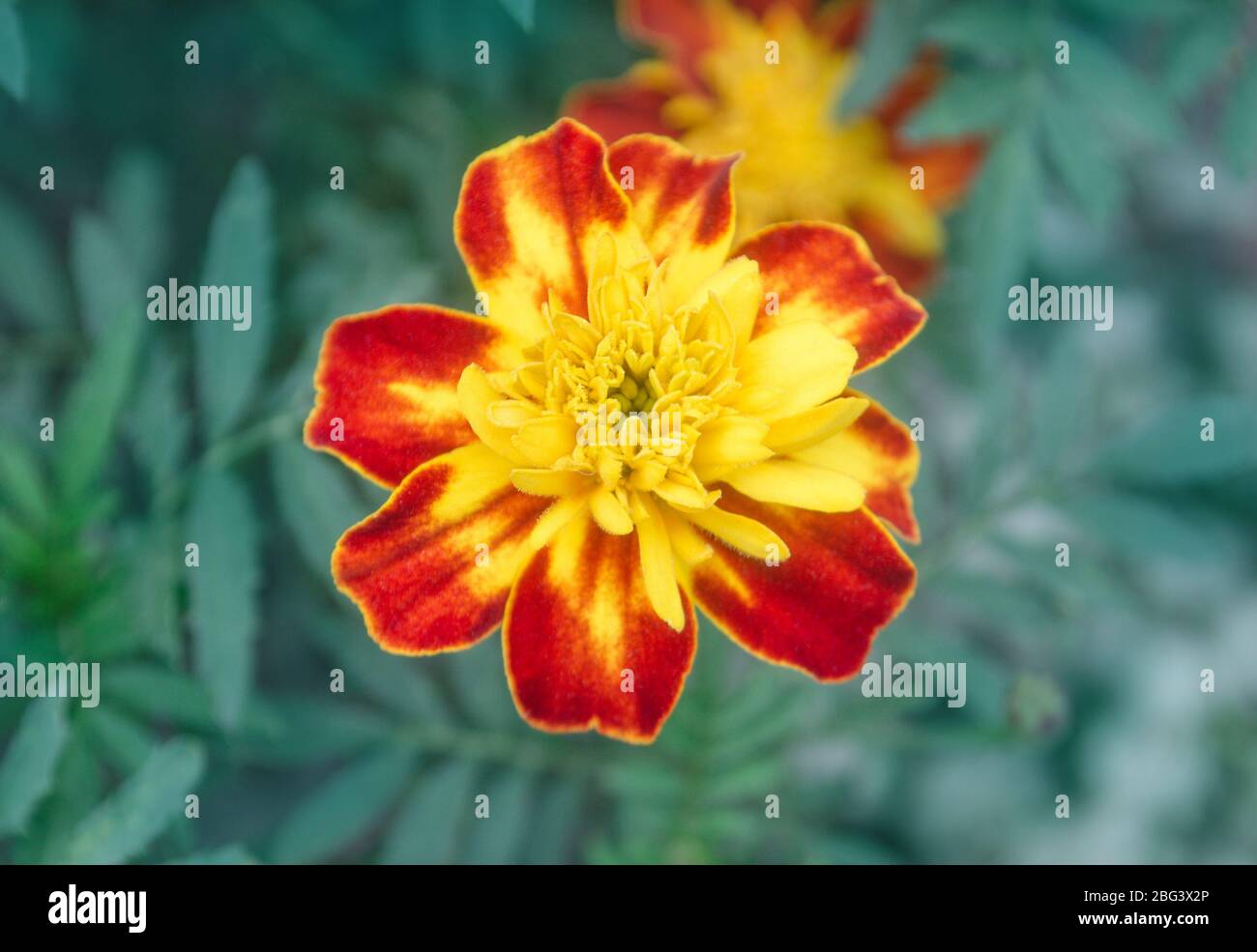 Marigolds rouges profonds bordés de dorures. Marigold rouge français. Doubles têtes de débit rouges avec centres jaunes Banque D'Images