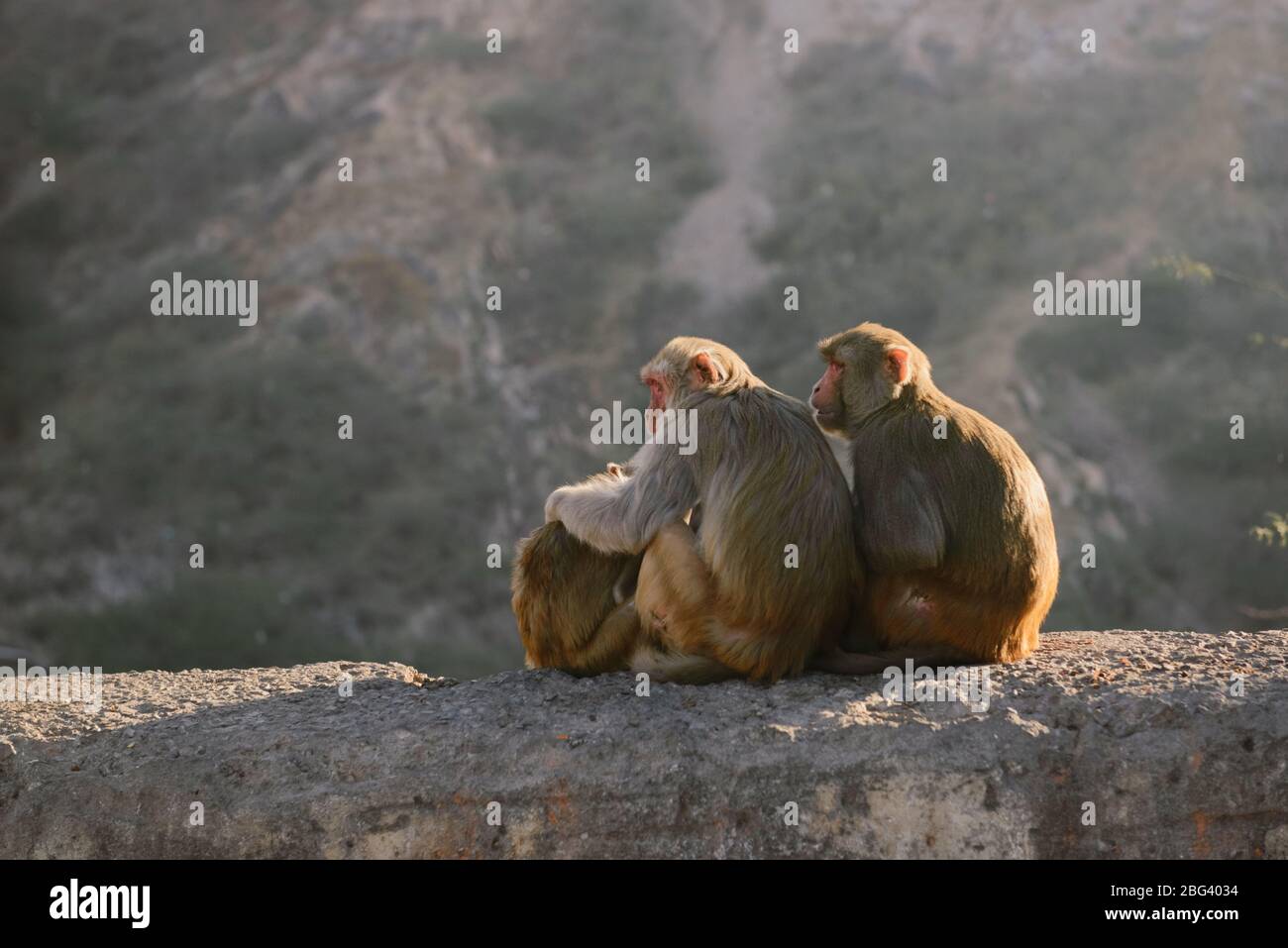 Vue arrière d'une famille de singes assis sur un mur, Jaipur, Inde Banque D'Images