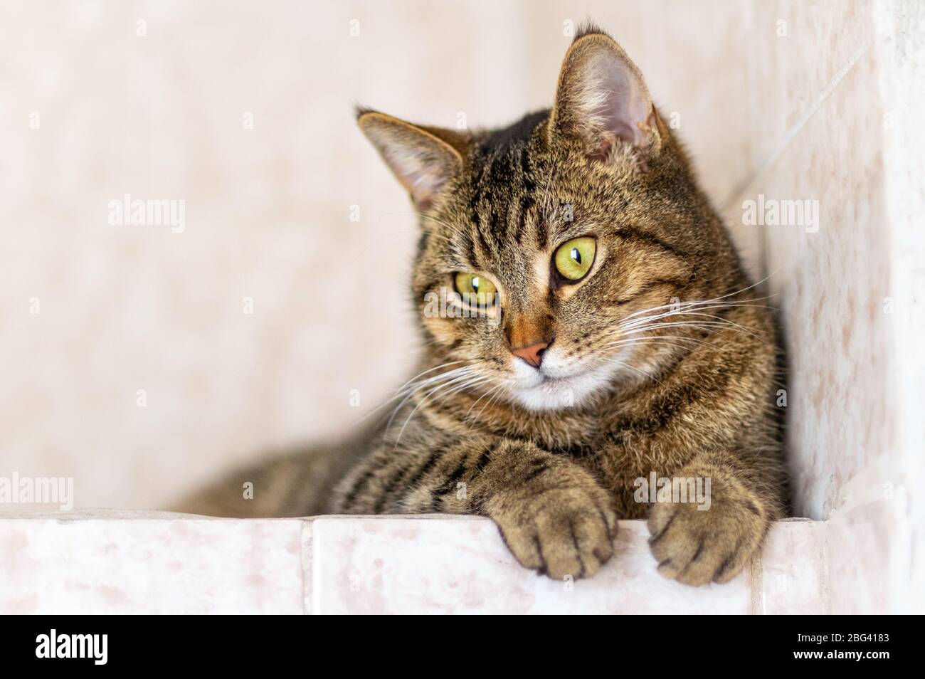 Tabby chat gros plan, foyer sélectif. Espace de copie. Banque D'Images