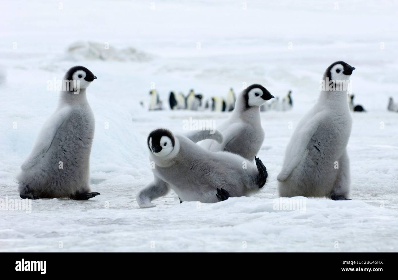 L'empereur Penguin Aptenodytes forsteri chick glisser sur glace Snow Hill Island Weddell Sea Antarctique Novembre Banque D'Images
