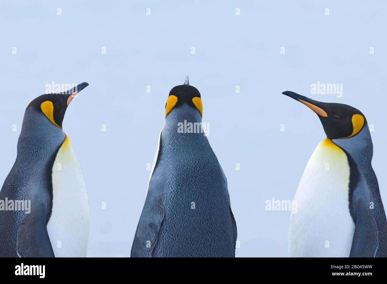 King Penguin Aptenodytes patagonicus adultes Gold Harbour Géorgie du Sud Novembre Banque D'Images