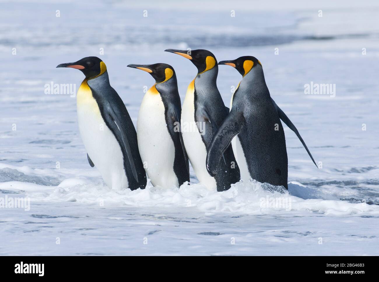 King Penguin Aptenodytes patagonicus adultes venant à terre Gold Harbour South Georgia Novembre Banque D'Images