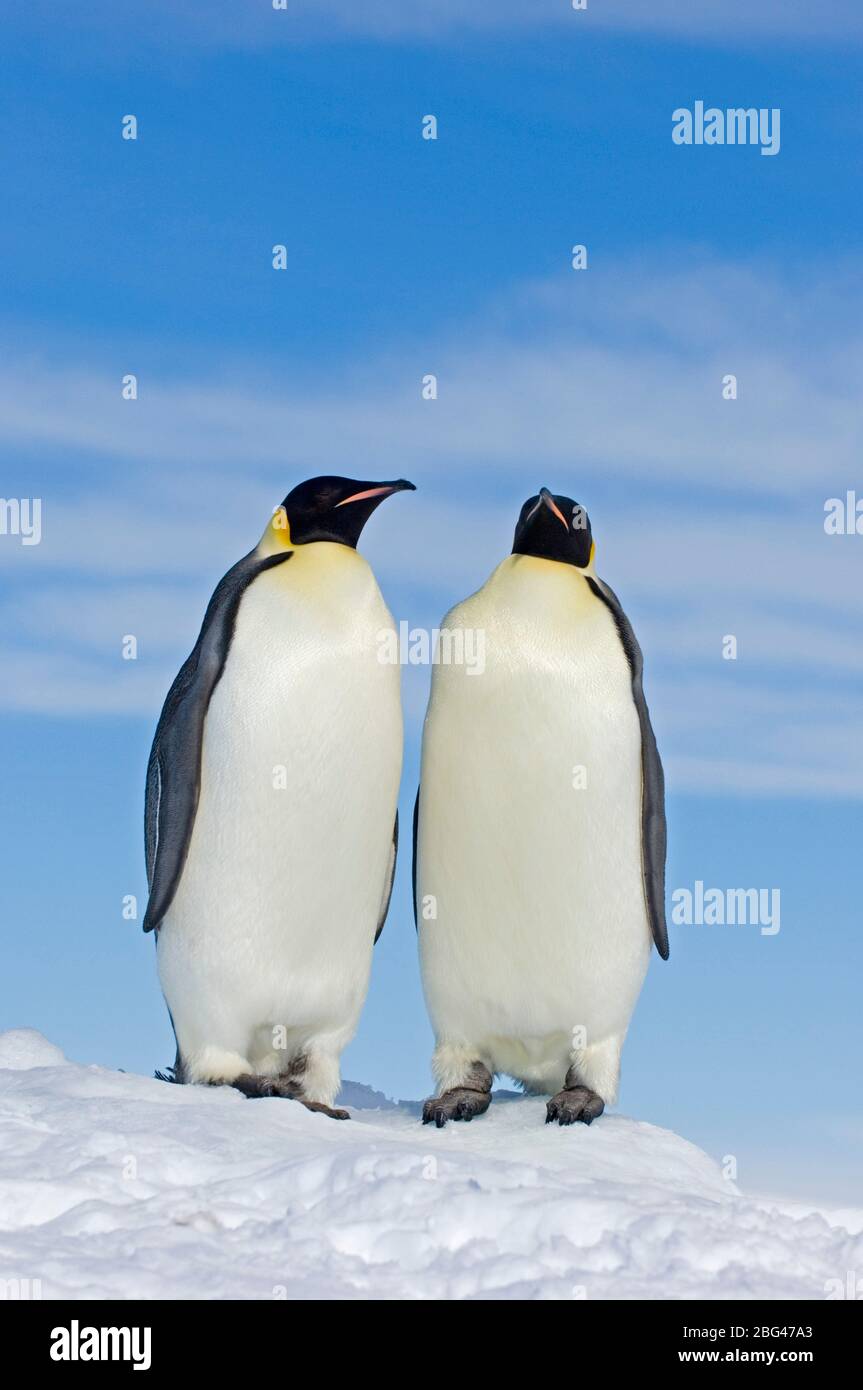 Empereur Penguins Aptenodytes forsteri à la colonie sur l'île de Snow Hill Antarctique Banque D'Images