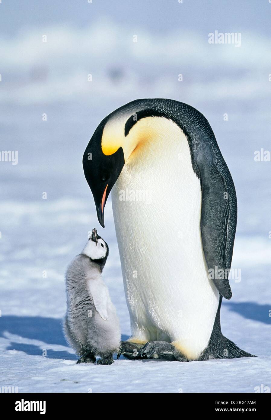 Empereur Penguin, Aptenodytes forsteri, avec poussin, glacier Dawson-Lambton, Antarctique Banque D'Images