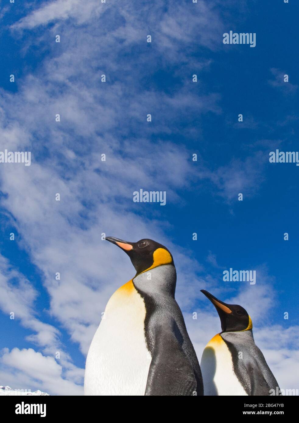 King Penguins Aptenodytes patagonicus Fortuna Bay Géorgie du Sud Novembre Banque D'Images