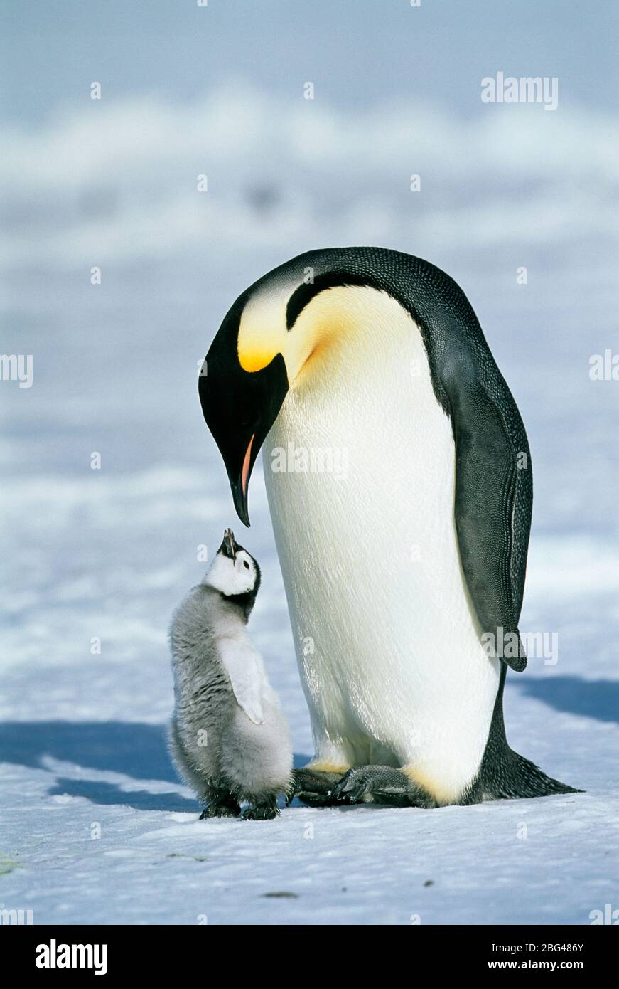 Empereur Penguin, Aptenodytes forsteri, avec poussin, glacier Dawson-Lambton, Antarctique Banque D'Images