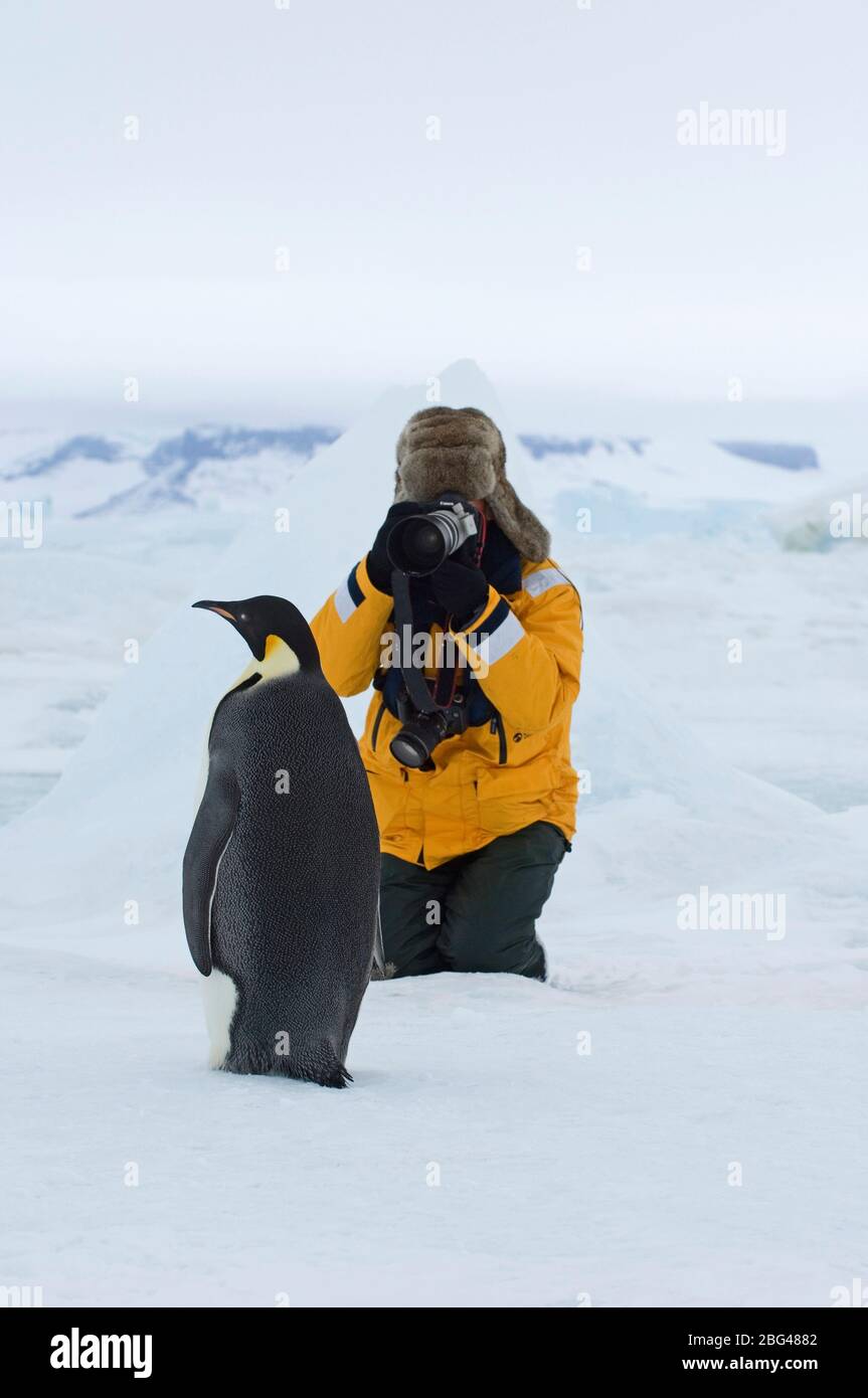 Tourist photographing manchot empereur à Snow Hill Island Antarctique Novembre Banque D'Images