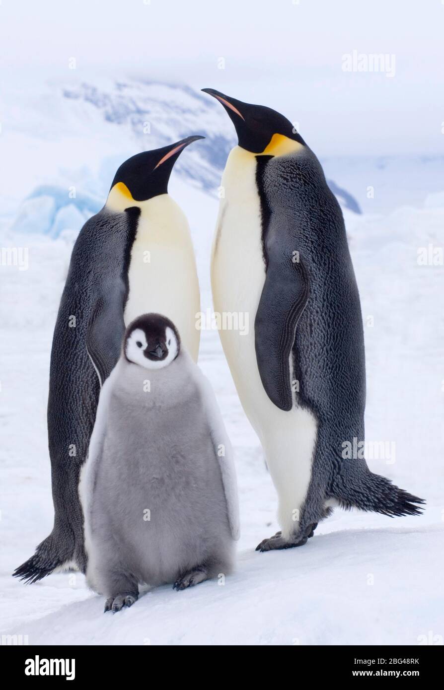 L'empereur Penguin Aptenodytes forsteri pair avec Chick Snow Hill Island Weddell Sea Antarctique Novembre Banque D'Images