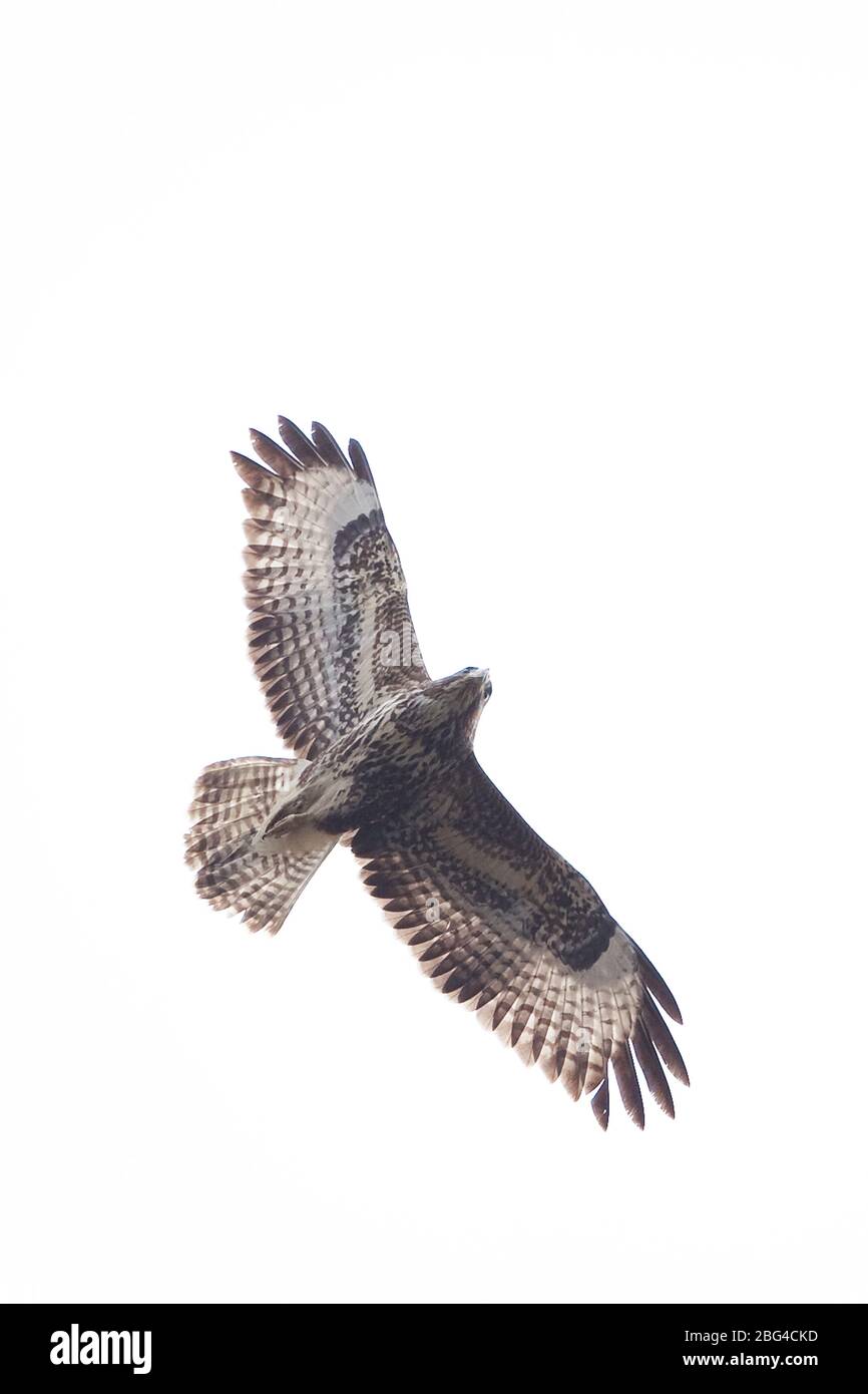 Buse variable (Buteo buteo) Banque D'Images