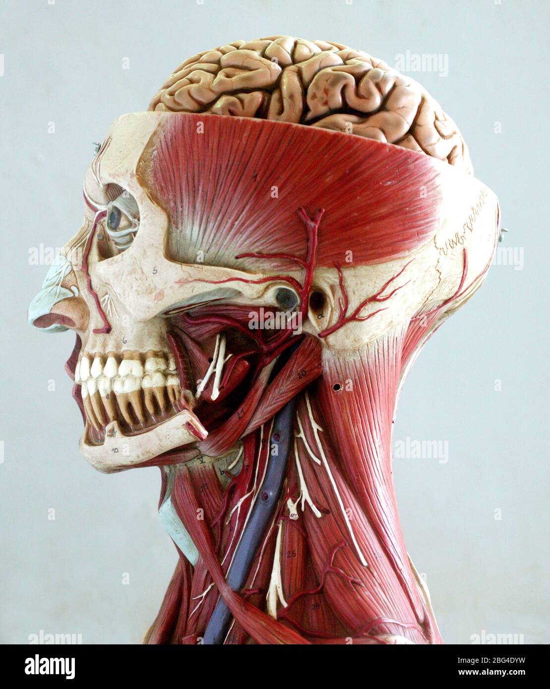 Modèle anatomique de crâne - Wellden International Inc. - de tête /  d'enseignement / avec musculature