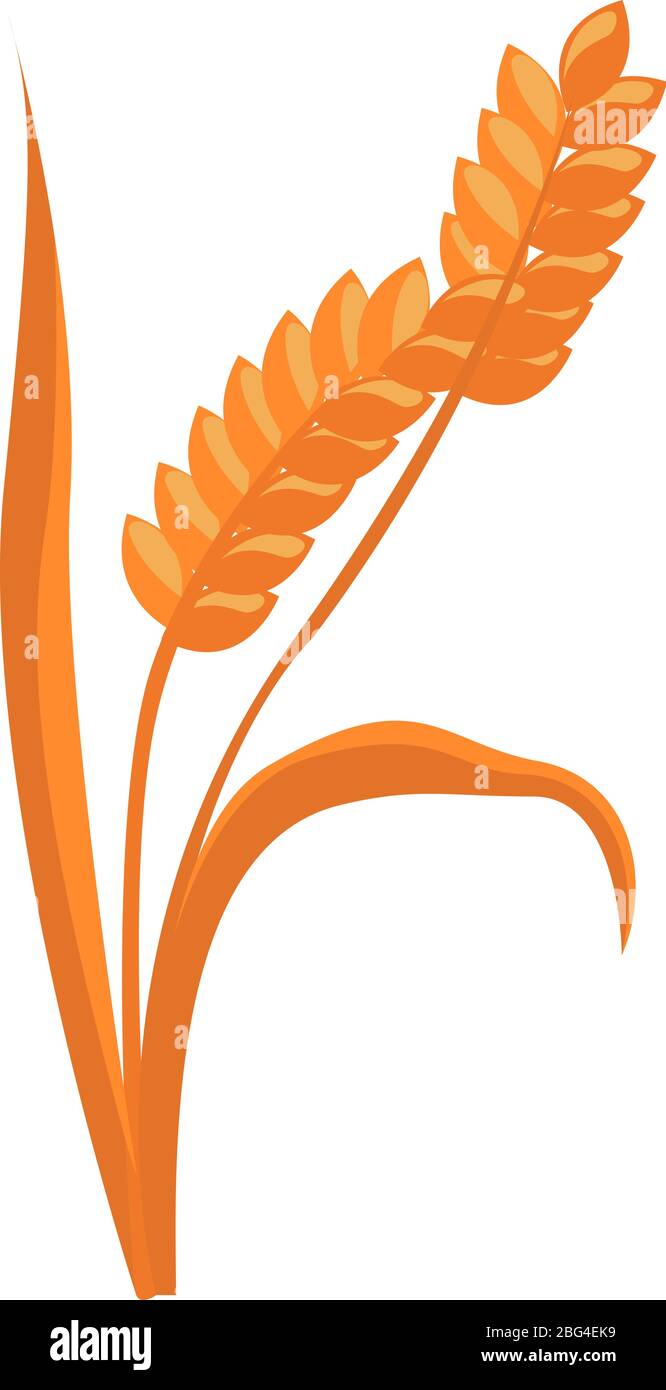 Oreilles de blé, illustration, vecteur sur fond blanc Illustration de Vecteur