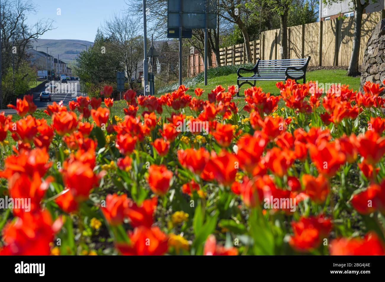 Lennoxtown, Royaume-Uni. 20 avril 2020. Photo : les jardins publics de la petite ville au nord de Glasgow, appelée Lennoxtown. Banc de parc vide avec lits floraux de jonquilles et tulipes et cerisier. Bizarrement occupé par la circulation des heures de pointe sur la route pendant que les navetteurs ou les gens d'une journée sortent de leur maison pendant le verrouillage du coronavirus (COVID-19). Crédit : Colin Fisher/Alay Live News Banque D'Images