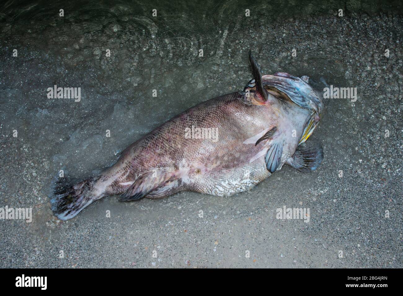 Un Grouper géant délavé des morts d'un Tide rouge Banque D'Images