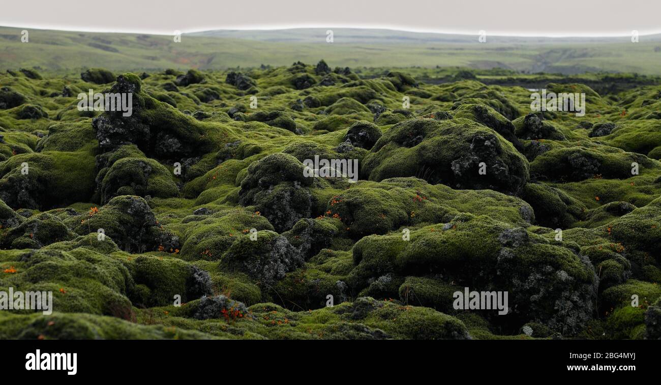 des roches couvertes de mousse sur le champ de lave de Laka, dans le sud de l'Islande Banque D'Images