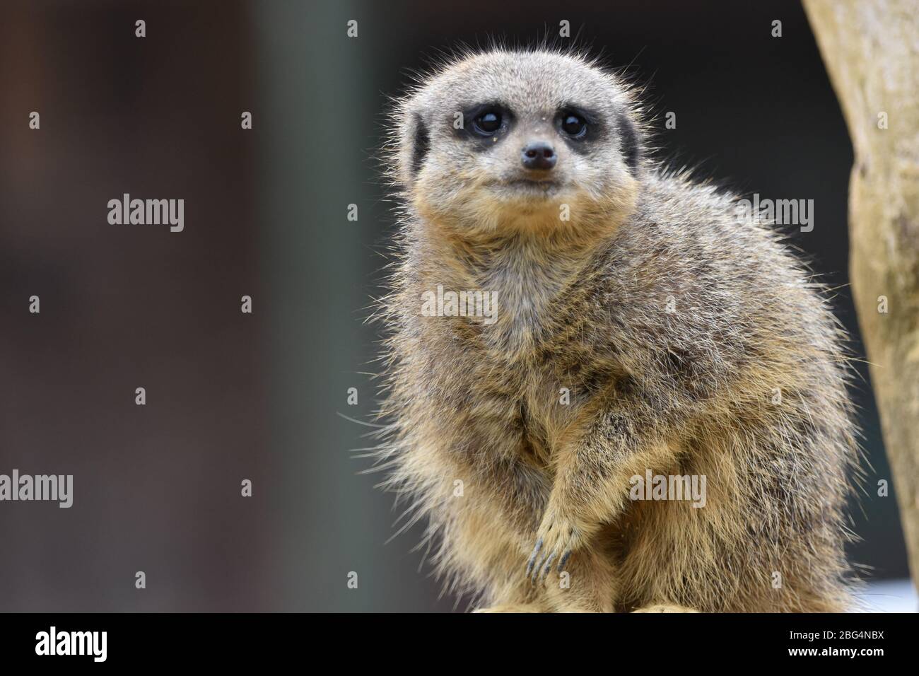 Un seul Meerkat à queue fine avec un magnifique fond sombre à la ferme du zoo de Noah's Ark à Bristol, Royaume-Uni Banque D'Images