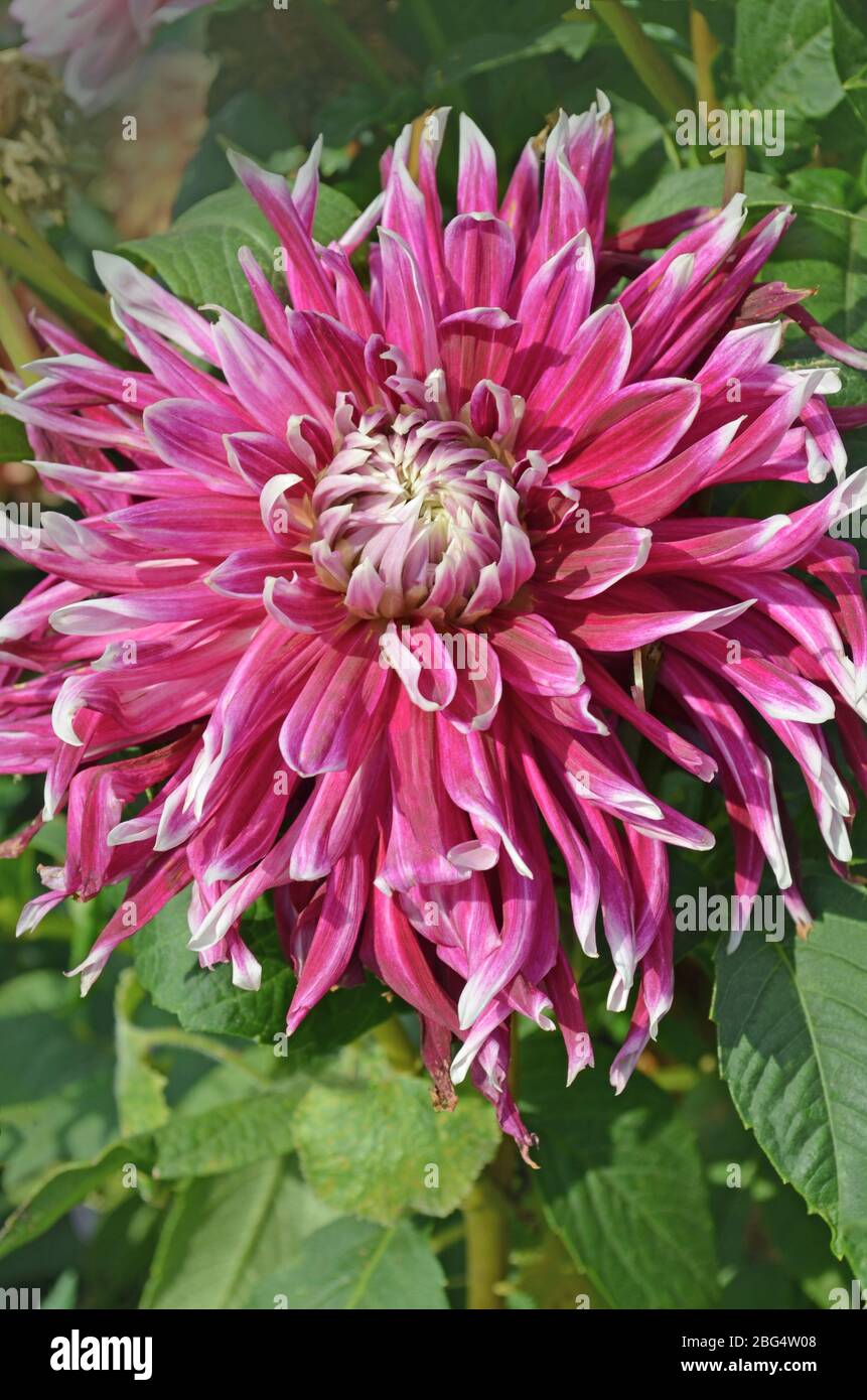 Fleurs violettes de Vancouver dahlia. Variété Dahlia Vancouver avec pétales pourpre à bout blanc. Banque D'Images