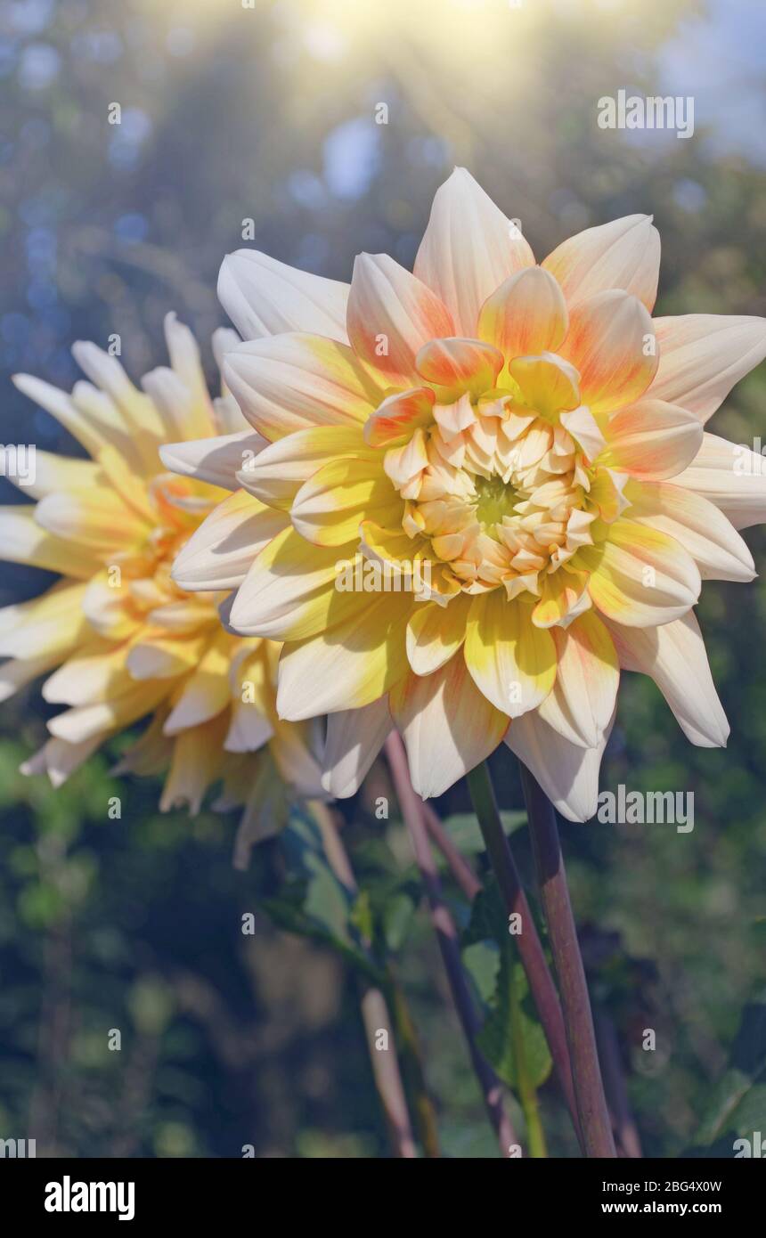 Pétales de dahlia jaunes avec blanc. Dahlia bicolore jaune et blanc. Seattle dahlia fleur jaune Banque D'Images